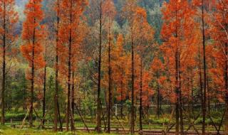 西岭雪山一日游