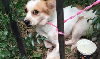 深圳狗狗免费领养