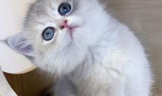 上海宠物猫专卖店